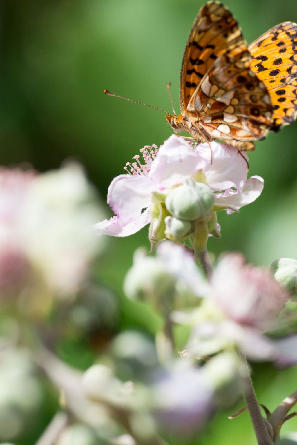 Boloria dia